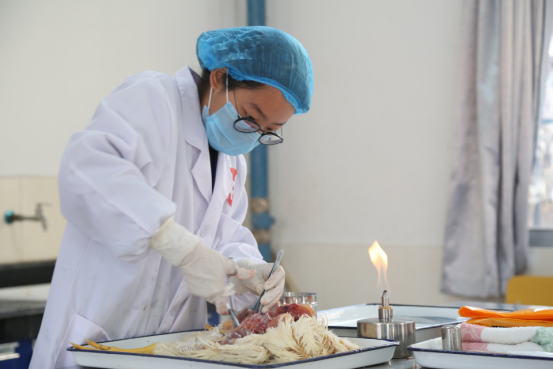 中国现代畜牧业职教集团成功主办2016年大学生动物防疫职业技能大赛