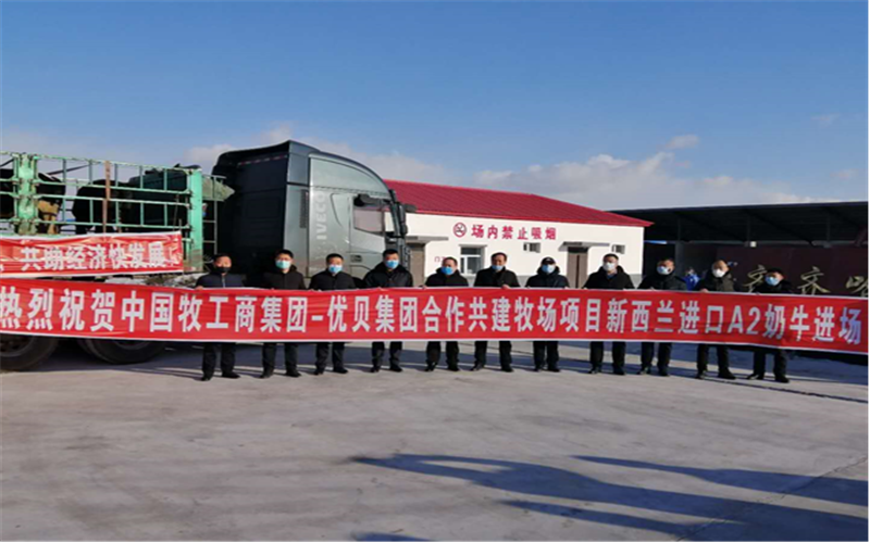 新西兰奶牛落户中牧集团与黑龙江优贝特共建牧场